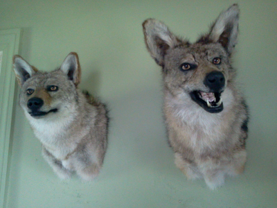 Brucker Taxidermy Image