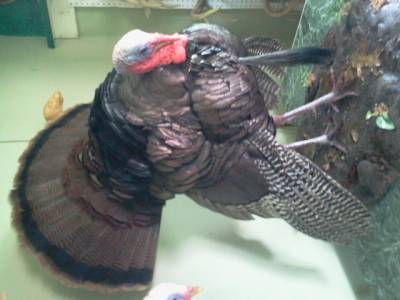 Brucker Taxidermy Image