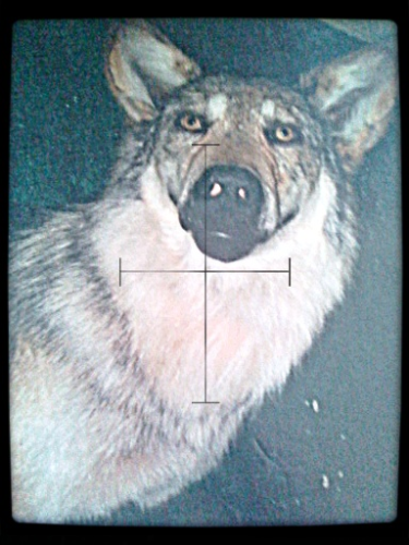 Brucker Taxidermy Image