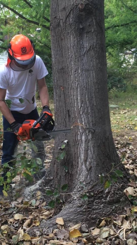 Harmony Tree Services Logo