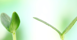 Boggs Environmental Consultants, Inc Image