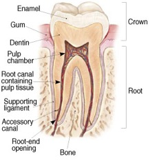 Best Endodontics of Glenview, Ltd. Image