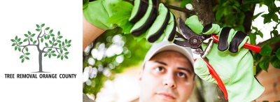 Tree Removal Orange County Image