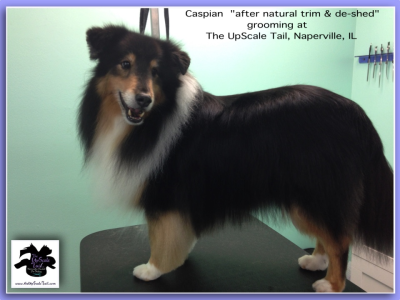 The UpScale Tail, Pet Grooming Salon, Naperville Logo