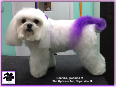 The UpScale Tail, Pet Grooming Salon, Naperville Image