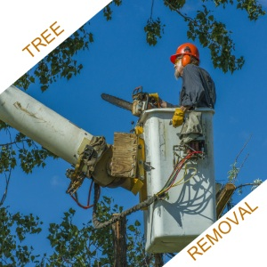 Champion Arbor Care Logo