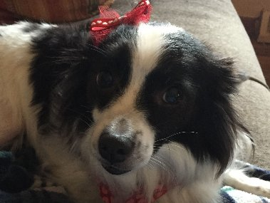 Fancy Paws, Inc. Logo