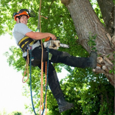 Danville Tree Service Logo