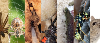 Banish Pest Control Image