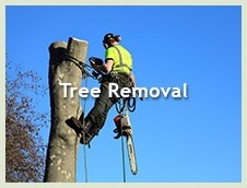 Aesthetic Tree Service Image