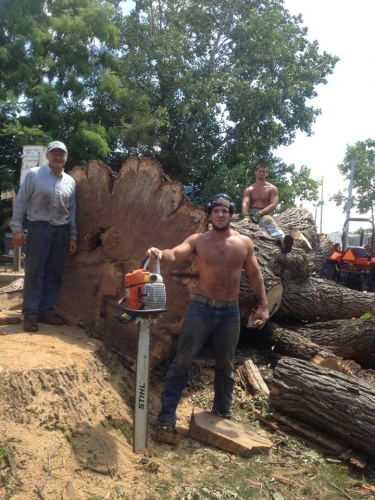 Thieme Takedown Tree Service Image