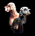 Dominoe Pet Resort Image