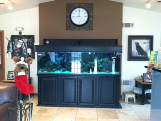 Dominoe Pet Resort Image