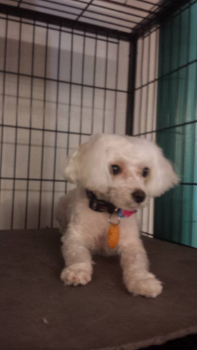 South Paws Grooming Image