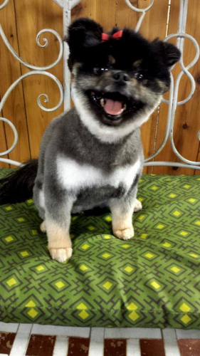 South Paws Grooming Image