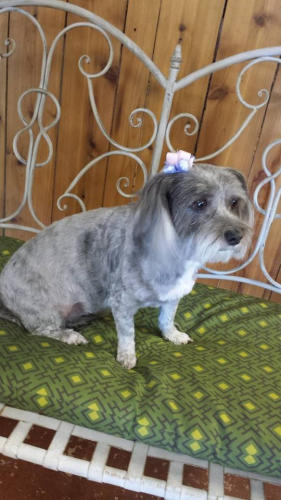 South Paws Grooming Image