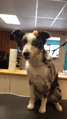 South Paws Grooming Image