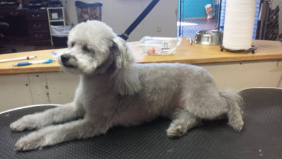 South Paws Grooming Image