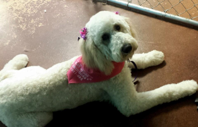 South Paws Grooming Image