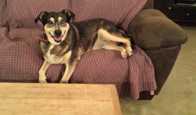 South Paws Grooming Image