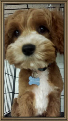 South Paws Grooming Image