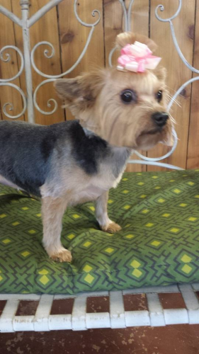 South Paws Grooming Image