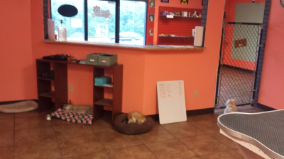 South Paws Grooming Image