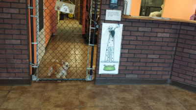 South Paws Grooming Image