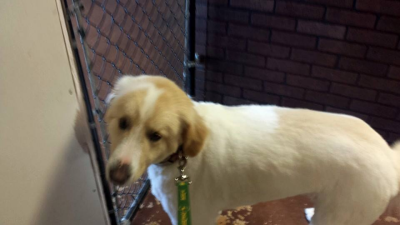 South Paws Grooming Image