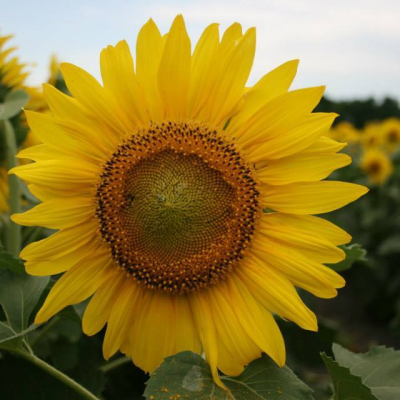 Southern Gal Photography Image