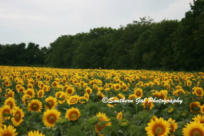 Southern Gal Photography Image