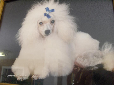 Four Paws On Main - Pet Grooming Image