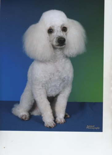 Four Paws On Main - Pet Grooming Image