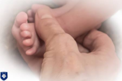 White Fox Photography  Image