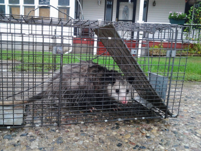 Grand Wildlife Control Image