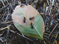 Pest FX Pest Control Image