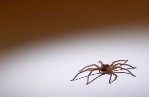 Pest FX Pest Control Image