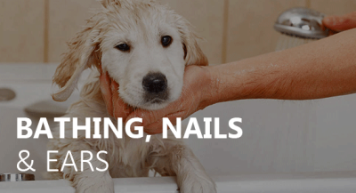 Allstar Boarding Kennel Image