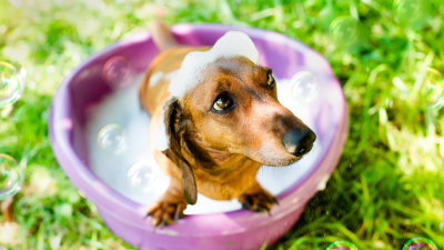 Allstar Boarding Kennel Image