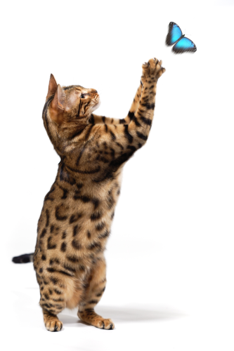 Allstar Boarding Kennel Image