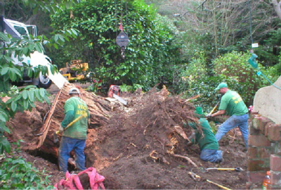 M & M Tree Service Image