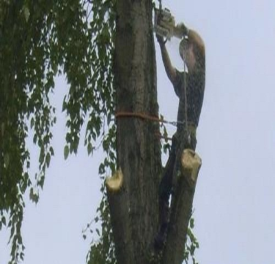Treebulance Tree Service Logo