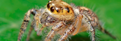 Brightside Pest Control Image