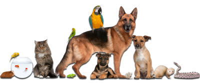 Four Corners Feed Logo