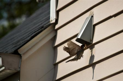 All Animal Removal & Restoration Image