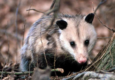 All Animal Removal & Restoration Image