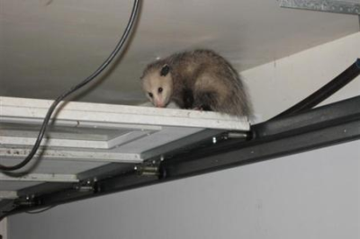 All Animal Removal & Restoration Image