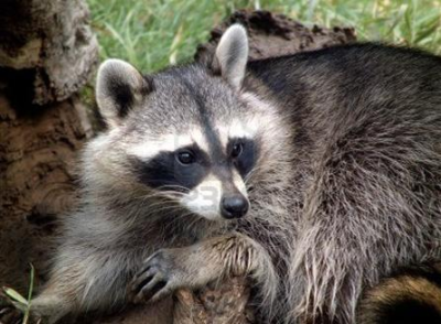 All Animal Removal & Restoration Image