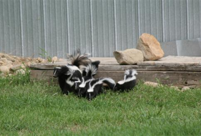 All Animal Removal & Restoration Image