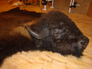 Powder River Taxidermy Image